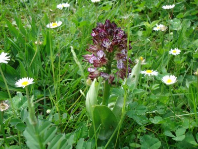 Orchid - earliest purple variety