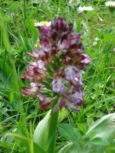 orchid, earliest purple variety