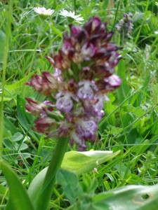 orchid, earliest purple variety