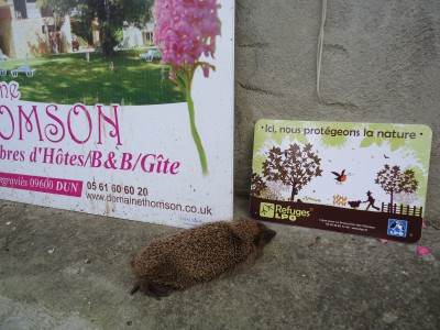 This hedgehog plonked itself down infront of my sign, literally one week after my garden received its official label as a `refuge` for wildlife.   Then it went to sleep.