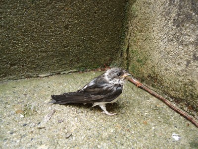 This swallow was very wet and stayed on the step some time whilst it dried off, and then later, flew away.