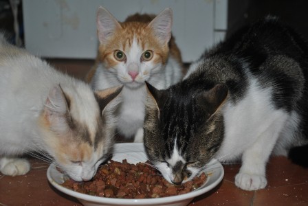food cats