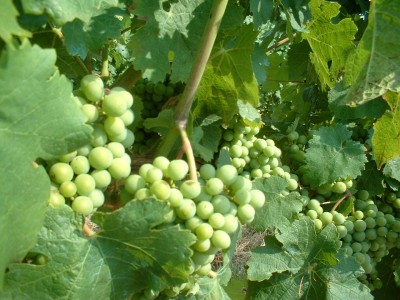 wine making grape (1)