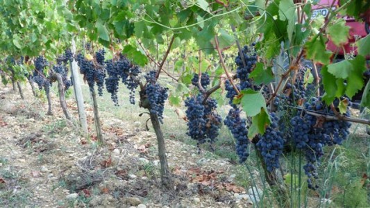 wine making grape (10)