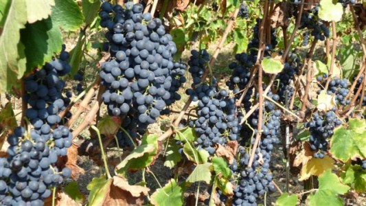 wine making grape (12)
