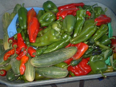 Homegrown peppers and cucumbers