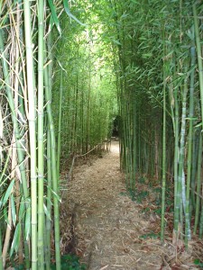 Jardin de bamboos