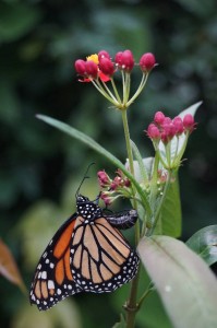 butterfly (5)