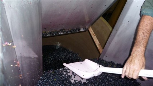 wine making grape (15)